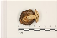 登錄號:F0037502藏品圖，第3張