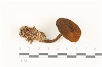登錄號:F0037503藏品圖，第1張
