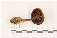 登錄號:F0037503藏品圖，第3張