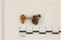 登錄號:F0037504藏品圖，第1張