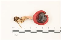 登錄號:F0037506藏品圖，第1張