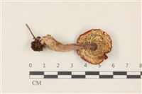 登錄號:F0037506藏品圖，第3張