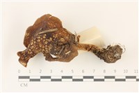 登錄號:F0037507藏品圖，第1張