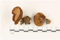 登錄號:F0037509藏品圖，第1張