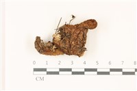 登錄號:F0037510藏品圖，第1張