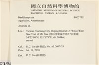 鵝膏屬藏品圖，第2張