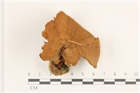 登錄號:F0037513藏品圖，第1張