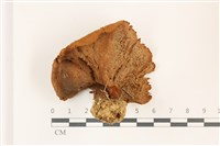 登錄號:F0037513藏品圖，第3張