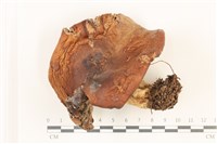 登錄號:F0037514藏品圖，第1張
