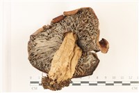 登錄號:F0037514藏品圖，第3張