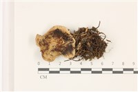 登錄號:F0037516藏品圖，第1張