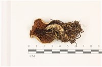 登錄號:F0037516藏品圖，第3張