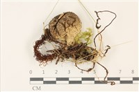 登錄號:F0037517藏品圖，第1張