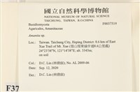 鵝膏屬藏品圖，第2張