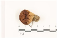 登錄號:F0037520藏品圖，第1張