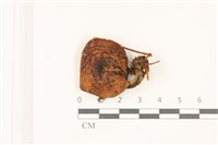 登錄號:F0037522藏品圖，第1張