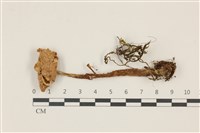登錄號:F0037523藏品圖，第1張