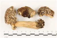 登錄號:F0037524藏品圖，第1張