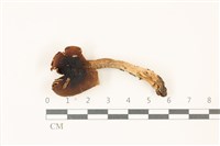 登錄號:F0037525藏品圖，第1張