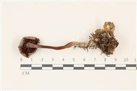 登錄號:F0037526藏品圖，第3張