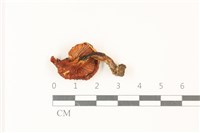 登錄號:F0037527藏品圖，第3張