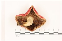登錄號:F0037528藏品圖，第3張