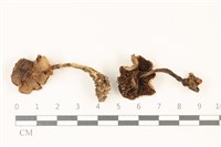 登錄號:F0037529藏品圖，第1張