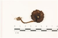 登錄號:F0037531藏品圖，第1張