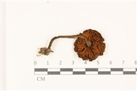 登錄號:F0037531藏品圖，第3張