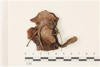 登錄號:F0037533藏品圖，第1張