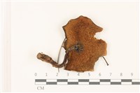 登錄號:F0037533藏品圖，第3張