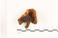 登錄號:F0037536藏品圖，第1張