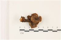 紅菇屬藏品圖，第3張