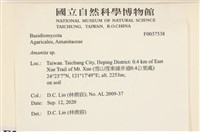 鵝膏屬藏品圖，第2張