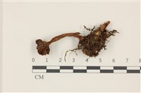 登錄號:F0037539藏品圖，第1張