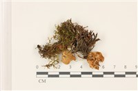 登錄號:F0037540藏品圖，第1張