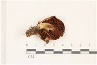 登錄號:F0037541藏品圖，第3張