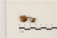 登錄號:F0037544藏品圖，第1張