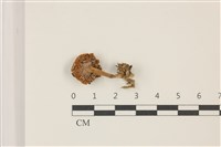 登錄號:F0037544藏品圖，第3張
