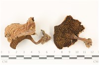 登錄號:F0037545藏品圖，第1張