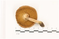 登錄號:F0037546藏品圖，第3張