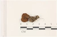 登錄號:F0037547藏品圖，第1張
