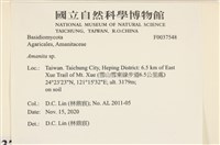 鵝膏屬藏品圖，第2張