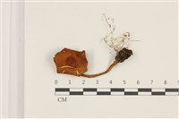 登錄號:F0037549藏品圖，第1張