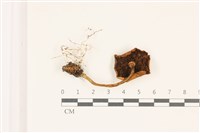 登錄號:F0037549藏品圖，第3張