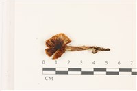 登錄號:F0037550藏品圖，第1張
