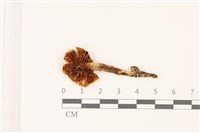 登錄號:F0037550藏品圖，第3張