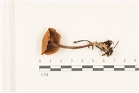 登錄號:F0037552藏品圖，第3張