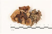登錄號:F0037553藏品圖，第1張