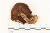 登錄號:F0037555藏品圖，第3張